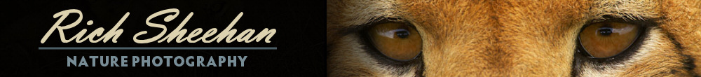 Rich Sheehan Nature Photography